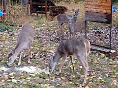 202526415-26bdce17-085e-417a-b5b2-a8e611