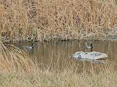pond with ducks
