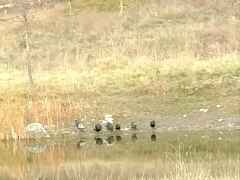 pond birds