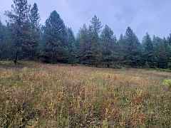 Meadow