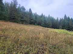 Meadow